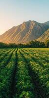 A field of green crops with mountains in the background photo