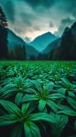 A field of green plants in front of mountains photo