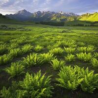 A green field with ferns and mountains in the background photo