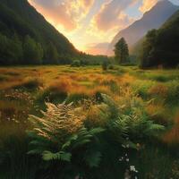 A field of grass and ferns photo