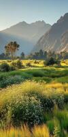 A field of grass and wildflowers in the mountains photo