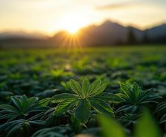 A field of cannabis plants at sunset photo
