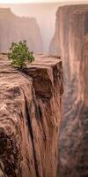 A lone tree grows out of the edge of a cliff photo