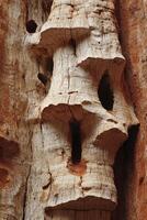 A close up of a tree with a hole in it photo