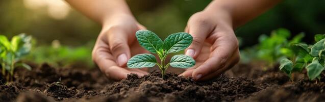 Hands holding a young plant in the soil photo