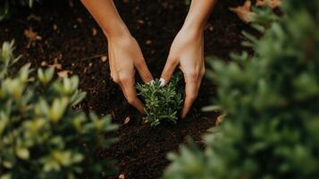 Hands planting a small plant in the garden photo