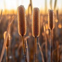 Cattails in the morning light photo