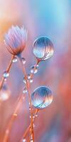 Water droplets on a flower with a blue sky photo