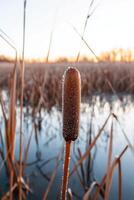 A cattail stick is in the water with reeds photo