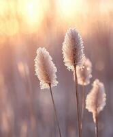 Frosted reeds in the sun photo