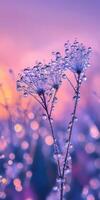 Water droplets on a plant in front of a sunset photo
