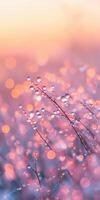 Water droplets on a plant in the sunset photo
