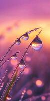 Water droplets on grass with sunset in the background photo