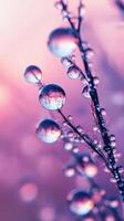 agua gotas en un planta con púrpura cielo antecedentes foto