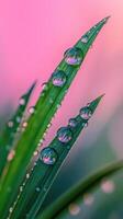 Water droplets on a green leaf with pink background photo