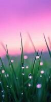 Water droplets on grass with pink sky background photo