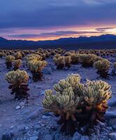 A desert with many plants in the middle of the night photo