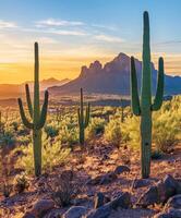 Saguaro cactus in the desert at sunset photo