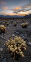 A desert landscape with plants and rocks photo