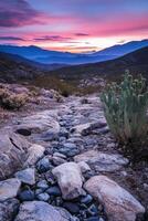 A cactus plant in the desert with rocks and water photo