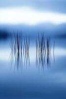 A blue sky with some grass in the water photo