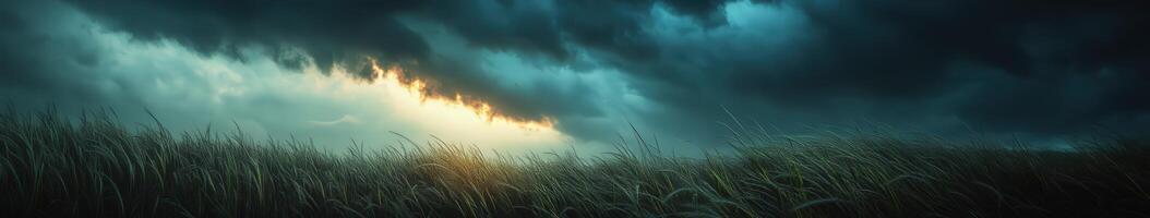 A dark stormy sky with tall grass and tall trees photo