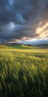 A field of green grass under a cloudy sky photo