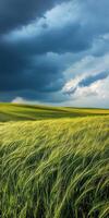 A field of green grass under a stormy sky photo