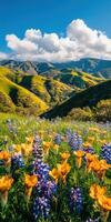 Wildflowers in the california hills photo