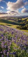 A field of purple flowers in the middle of a green field photo