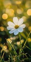 A single white flower is in the grass photo