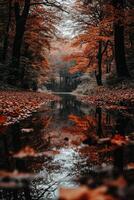 Calm autumn woods photo