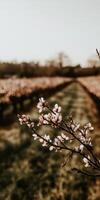 Blooming flowers in vineyard rows photo