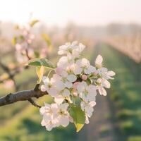 Sunny orchard flowers photo
