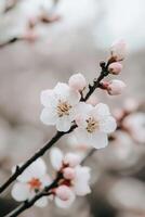 A close up of a branch of a cherry tree photo