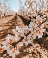Blossoms blooming in spring orchard photo