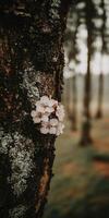Blossoming flowers on a tree trunk photo