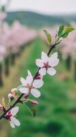 A branch of a tree with pink flowers in the middle photo