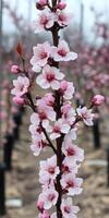 Blooming peach blossoms in spring photo