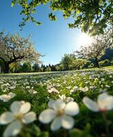 Blooming flowers under a clear sky photo