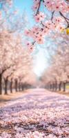 Cherry blossom path in spring photo