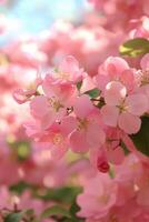 Pink flowers are blooming on a tree photo
