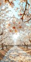 Orchard path in spring photo