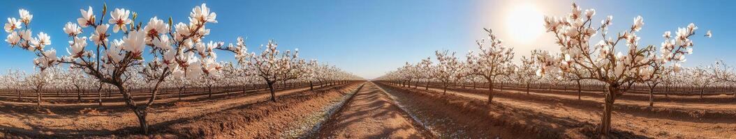 Orchard spring blossoms photo