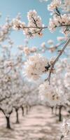 A field of white flowers in an almond orchard photo
