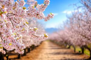 Cherry blossoms in an orchard photo