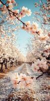 Cherry blossoms line the pathway photo
