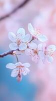 Beautiful cherry blossom on a branch with blue sky background photo