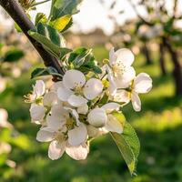 An apple tree with white flowers in the sun photo