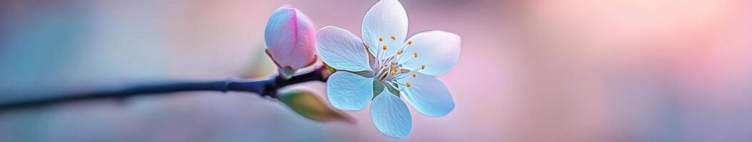 Delicate blossom on a spring branch photo
